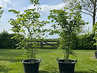 2x ulmus leavis (fladderiep) - afbeelding 1 van  2
