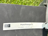 2x ulmus leavis (fladderiep) - afbeelding 2 van  2