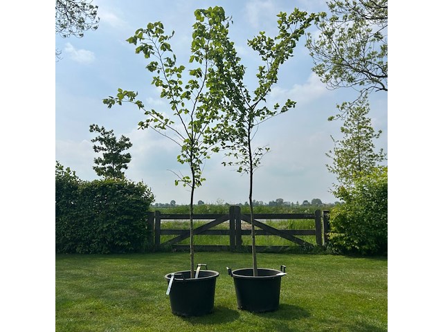 2x ulmus leavis (fladderiep) - afbeelding 1 van  2