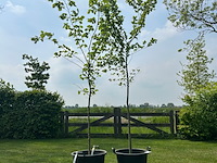 2x ulmus leavis (fladderiep) - afbeelding 1 van  2