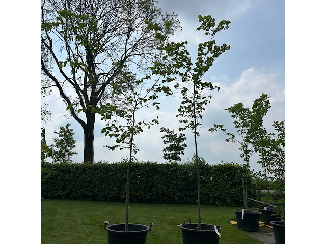 2x ulmus leavis (fladderiep) - afbeelding 1 van  2