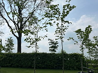 2x ulmus leavis (fladderiep) - afbeelding 1 van  2