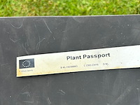 2x ulmus leavis (fladderiep) - afbeelding 2 van  2