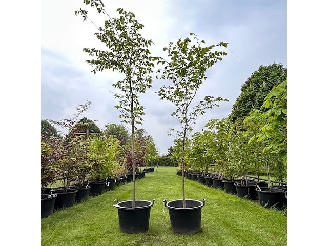 2x ulmus leavis (fladderiep) - afbeelding 1 van  2