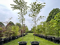 2x ulmus leavis (fladderiep) - afbeelding 1 van  2