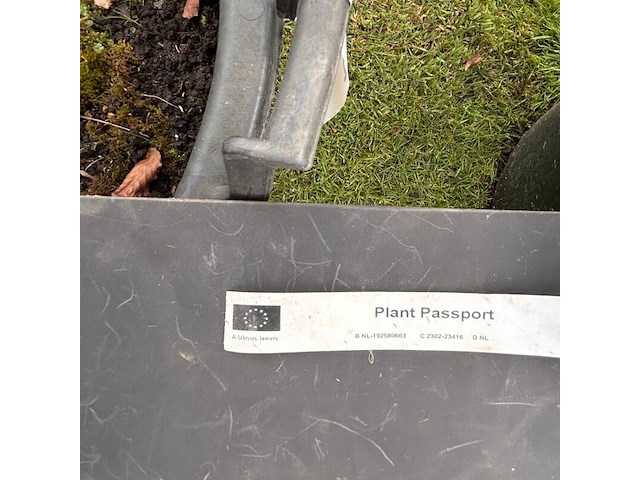 2x ulmus leavis (fladderiep) - afbeelding 2 van  2