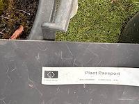 2x ulmus leavis (fladderiep) - afbeelding 2 van  2