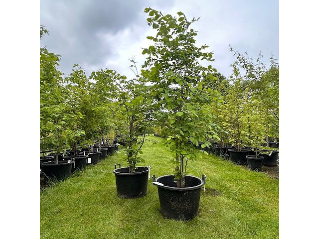 2x ulmus leavis (fladderiep) - afbeelding 1 van  2