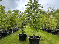 2x ulmus leavis (fladderiep) - afbeelding 1 van  2