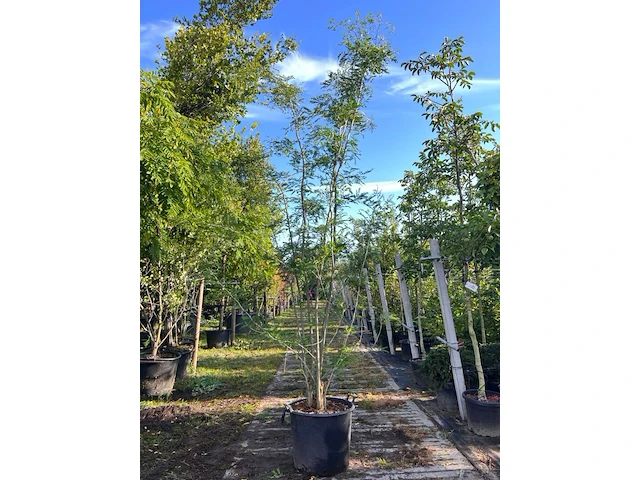 2x valse christusdoorn, gleditsia 'skyline', meerstammig, ca. 250-300 cm hoog - afbeelding 1 van  2
