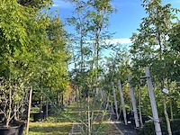 2x valse christusdoorn, gleditsia 'skyline', meerstammig, ca. 250-300 cm hoog