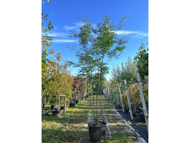 2x valse christusdoorn, gleditsia 'skyline', meerstammig, ca. 250-300 cm hoog - afbeelding 2 van  2