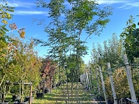 2x valse christusdoorn, gleditsia 'skyline', meerstammig, ca. 250-300 cm hoog - afbeelding 2 van  2