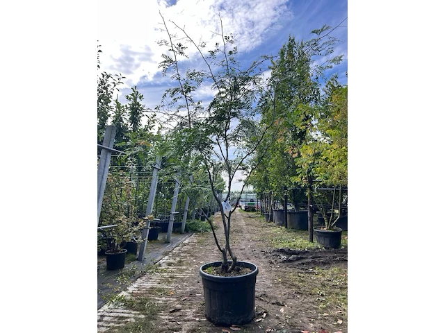 2x valse christusdoorn, gleditsia triacanthos inermis, meerstammig, ca. 225-275 cm hoog - afbeelding 1 van  3