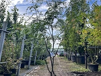 2x valse christusdoorn, gleditsia triacanthos inermis, meerstammig, ca. 225-275 cm hoog