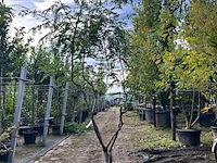 2x valse christusdoorn, gleditsia triacanthos inermis, meerstammig, ca. 225-275 cm hoog - afbeelding 2 van  3