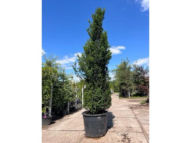 2x venijnboom, taxus baccata, haagplant, wintergroen, ca. 350-400 cm hoog - afbeelding 1 van  2