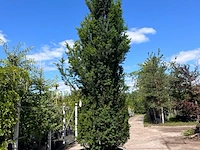 2x venijnboom, taxus baccata, haagplant, wintergroen, ca. 350-400 cm hoog