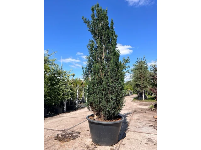 2x venijnboom, taxus baccata, haagplant, wintergroen, ca. 350-400 cm hoog - afbeelding 2 van  2