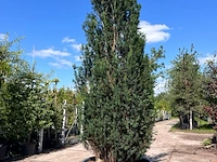 2x venijnboom, taxus baccata, haagplant, wintergroen, ca. 350-400 cm hoog - afbeelding 2 van  2