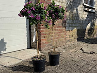 2x vleugeltjesbloem op stam - polygala myrtifolia - hoogte ca. 80 cm - afbeelding 3 van  3
