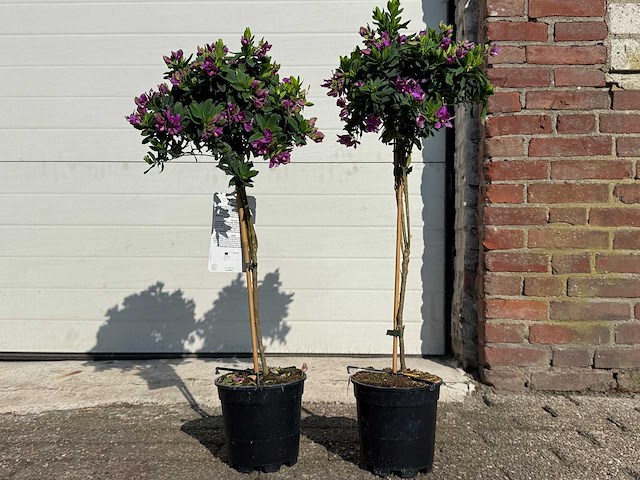 2x vleugeltjesbloem op stam - polygala myrtifolia - hoogte ca. 80 cm - afbeelding 1 van  2