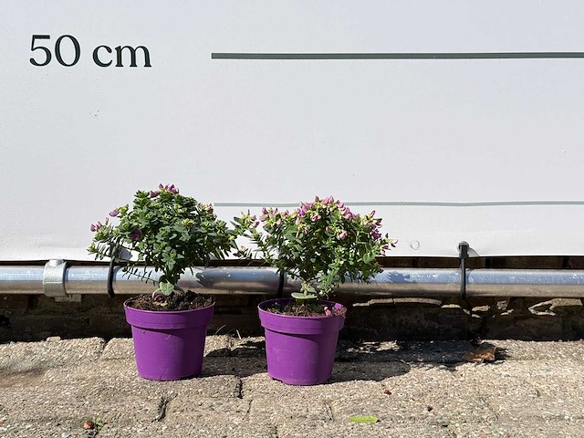 2x vleugeltjesbloem struik - polygala myrtifolia - hoogte ca. 20 cm - afbeelding 2 van  5