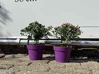 2x vleugeltjesbloem struik - polygala myrtifolia - hoogte ca. 20 cm - afbeelding 4 van  5