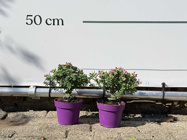2x vleugeltjesbloem struik - polygala myrtifolia - hoogte ca. 20 cm - afbeelding 3 van  5