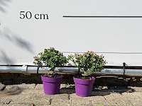 2x vleugeltjesbloem struik - polygala myrtifolia - hoogte ca. 20 cm - afbeelding 3 van  5