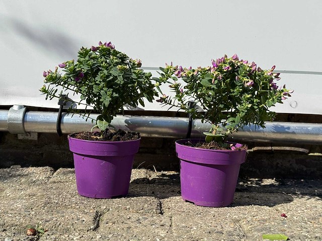 2x vleugeltjesbloem struik - polygala myrtifolia - hoogte ca. 20 cm - afbeelding 1 van  5