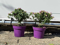 2x vleugeltjesbloem struik - polygala myrtifolia - hoogte ca. 20 cm - afbeelding 1 van  5
