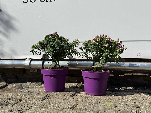2x vleugeltjesbloem struik - polygala myrtifolia - hoogte ca. 20 cm - afbeelding 4 van  5