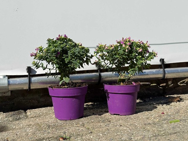 2x vleugeltjesbloem struik - polygala myrtifolia - hoogte ca. 20 cm - afbeelding 5 van  5