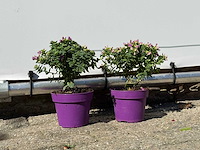 2x vleugeltjesbloem struik - polygala myrtifolia - hoogte ca. 20 cm - afbeelding 5 van  5