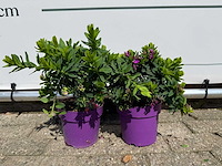 2x vleugeltjesbloem struik - polygala myrtifolia - hoogte ca. 30 cm - afbeelding 1 van  3