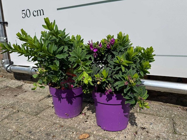 2x vleugeltjesbloem struik - polygala myrtifolia - hoogte ca. 30 cm - afbeelding 3 van  4