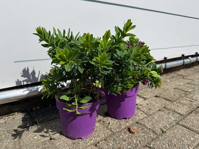 2x vleugeltjesbloem struik - polygala myrtifolia - hoogte ca. 30 cm - afbeelding 2 van  2