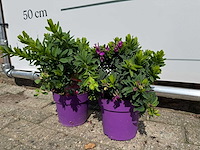 2x vleugeltjesbloem struik - polygala myrtifolia - hoogte ca. 30 cm - afbeelding 2 van  4