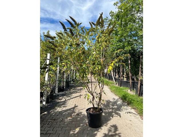 2x vlinderstruik, buddleja 'border beauty', sierheester, roze/paarse bloei, ca. 175-225 cm hoog - afbeelding 1 van  3