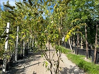 2x vlinderstruik, buddleja 'border beauty', sierheester, roze/paarse bloei, ca. 175-225 cm hoog