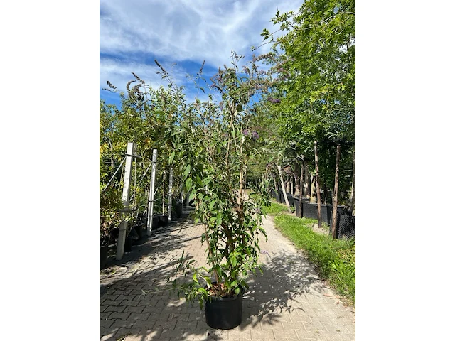 2x vlinderstruik, buddleja 'border beauty', sierheester, roze/paarse bloei, ca. 175-225 cm hoog - afbeelding 2 van  3