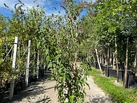 2x vlinderstruik, buddleja 'border beauty', sierheester, roze/paarse bloei, ca. 175-225 cm hoog - afbeelding 2 van  3