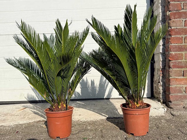 2x vredespalm - cycas revoluta - hoogte ca. 50 cm - afbeelding 1 van  3