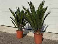 2x vredespalm - cycas revoluta - hoogte ca. 50 cm - afbeelding 3 van  3