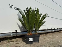 2x vredespalm - cycas revoluta - hoogte ca. 50 cm - afbeelding 3 van  3