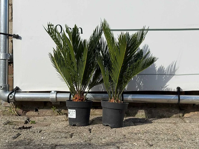 2x vredespalm - cycas revoluta - hoogte ca. 50 cm - afbeelding 1 van  3