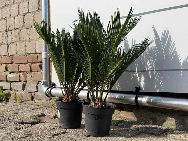 2x vredespalm - cycas revoluta - hoogte ca. 50 cm - afbeelding 2 van  3