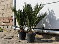 2x vredespalm - cycas revoluta - hoogte ca. 50 cm - afbeelding 2 van  3