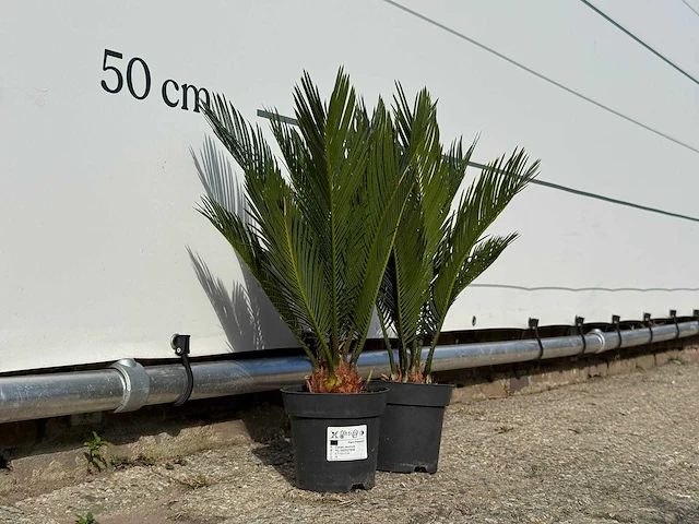 2x vredespalm - cycas revoluta - hoogte ca. 50 cm - afbeelding 3 van  3
